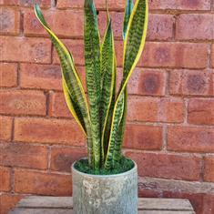 Sansevieria (Snake Plant)